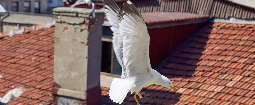Residential Chimney Animal Removal Solution in Conyers, GA